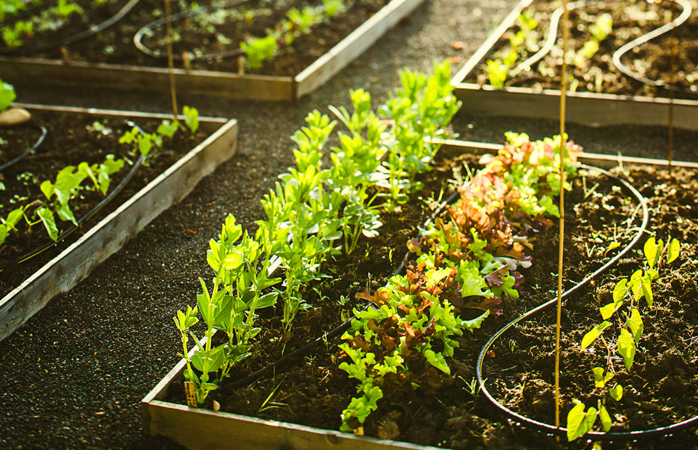 Raised Bed Gardening Tips