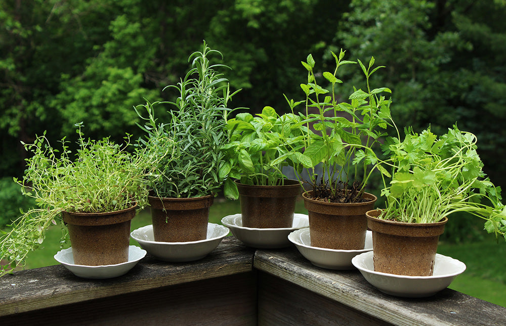 How to Grow and Care for Mint in the Home Garden
