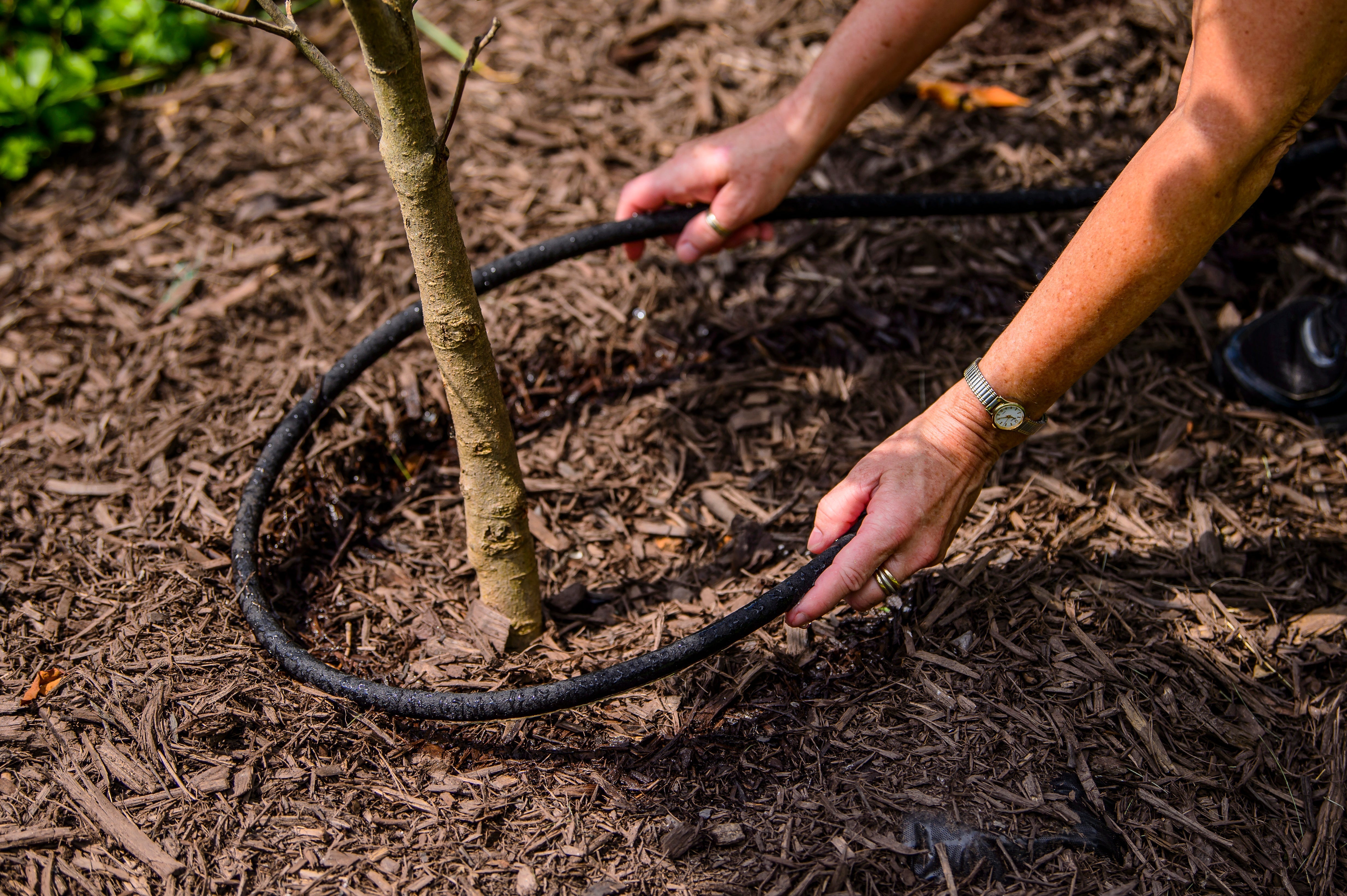 Deep Watering Done Right: 8 Tips for Healthier Trees