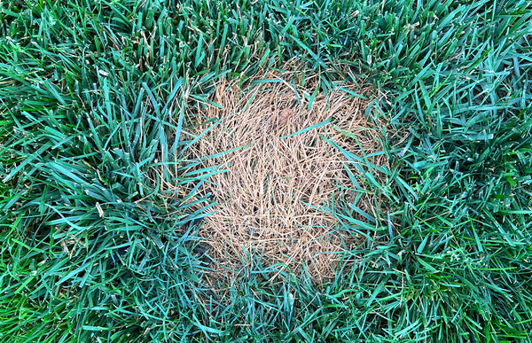 fall lawn fungal diseases
