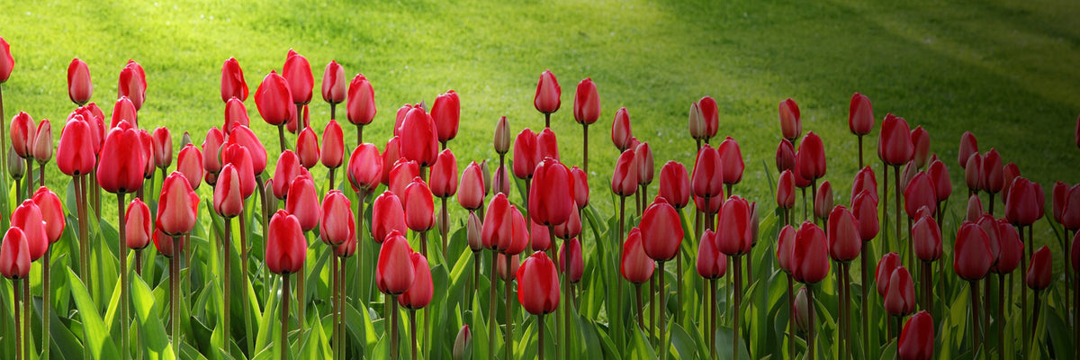 Bright tulips in the foreground with green grass in the background
