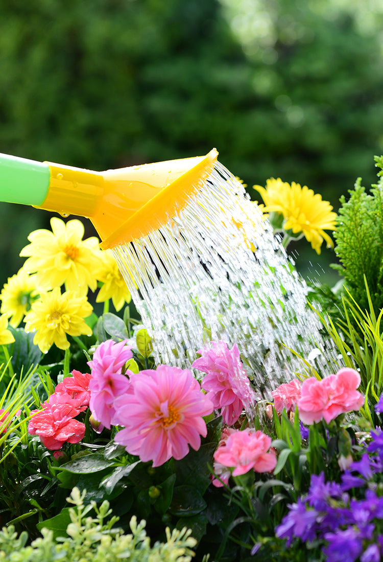 Close up of flowers being watered by a hose