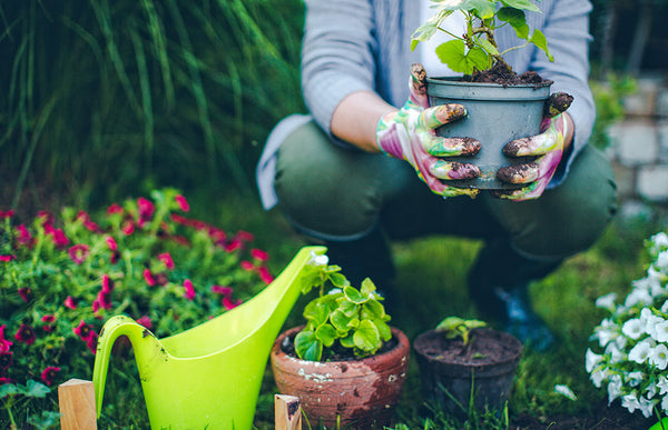 Eight Tips for Watering and Growing Container Plants