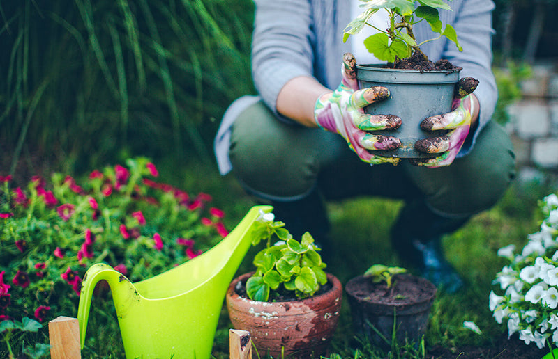 Eight Tips for Watering and Growing Container Plants