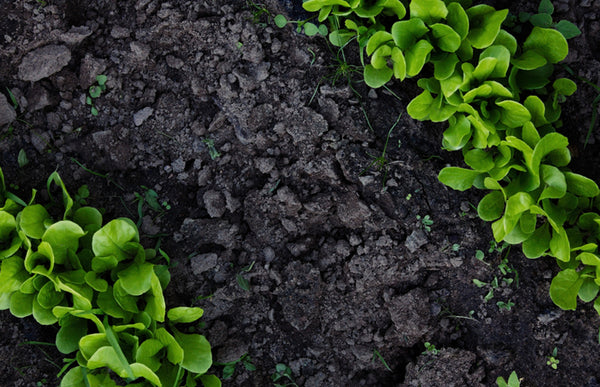 Add Nitrogen to Garden Soil and Other Soil Tips | Swan Hose