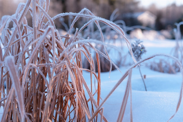 How to Keep Outdoor Plants Alive in Winter