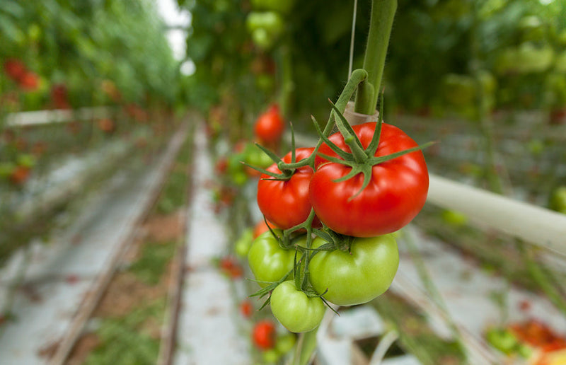 How to Water Tomato Plants in the Garden