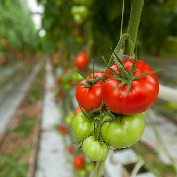 https://swanhose.com/cdn/shop/articles/Water_Tomatoes_Plants_600x600_crop_center.jpg?v=1648146514