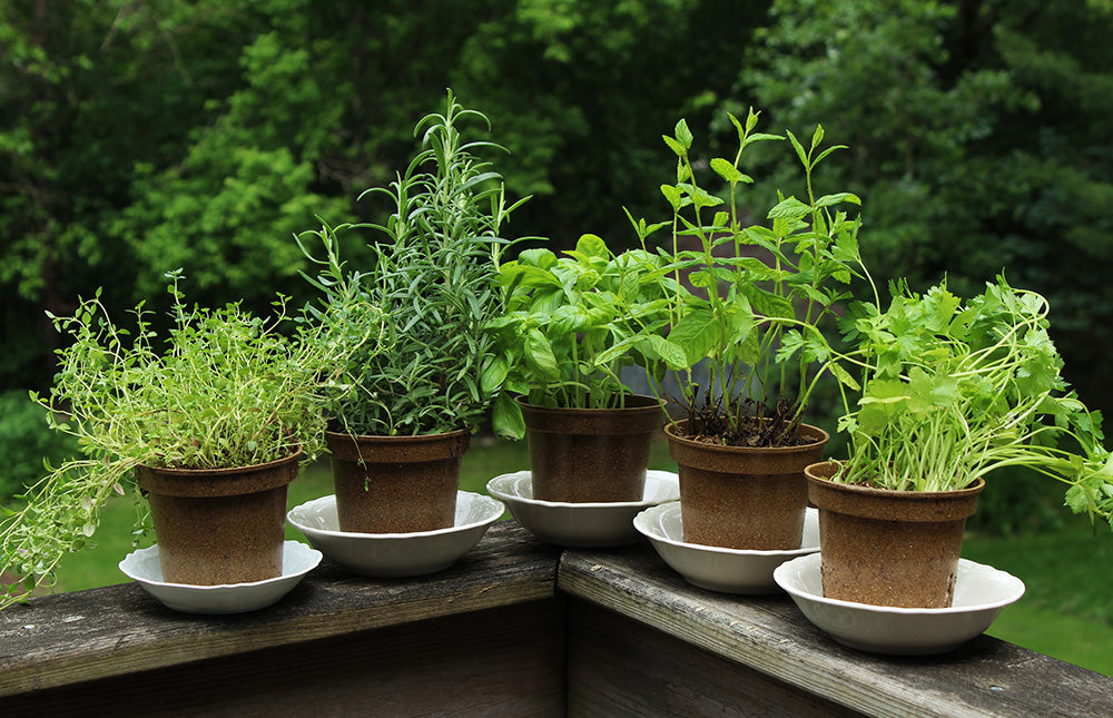 Herb Gardening