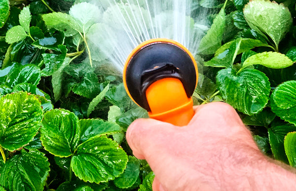 Does Watering Plants with Soft Water Help or Hurt?