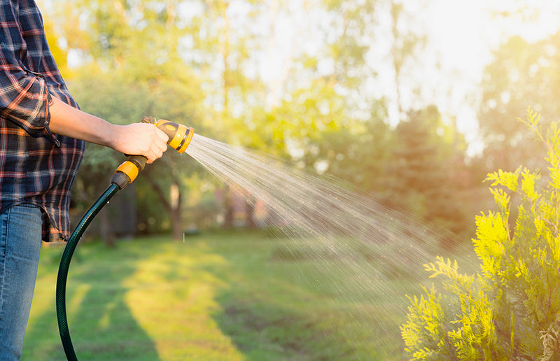A Guide to Watering Newly Planted Trees and Shrubs