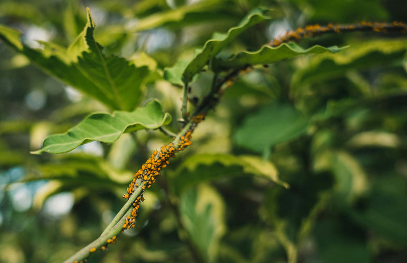 Beat the Bugs: Natural Pest Control Tips for Organic Gardens