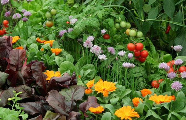 Cultivating Harmony: A Beginner’s Guide to Companion Planting