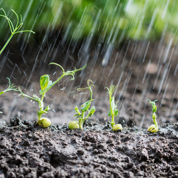 How Deep to Water Your Plants