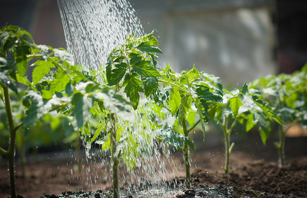https://swanhose.com/cdn/shop/articles/everything-you-should-know-about-deep-watering.jpg?v=1657903183