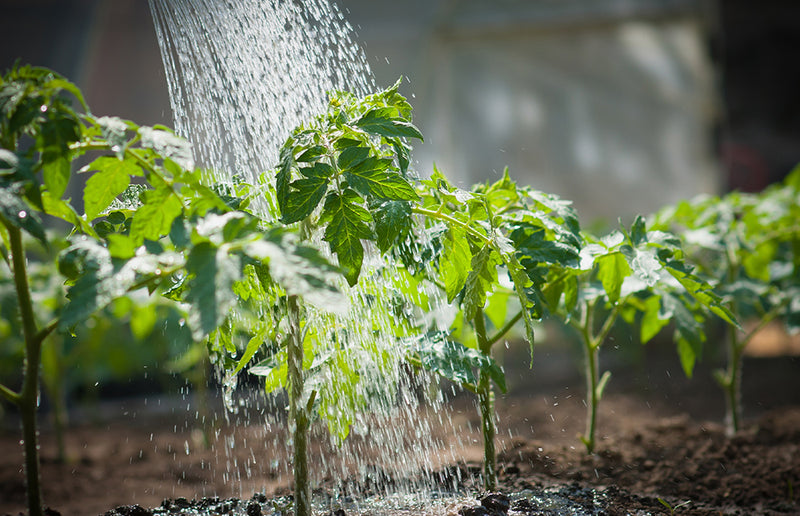 Everything You Should Know About Deep Watering