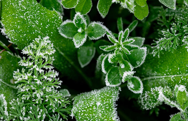 How to Protect Tender Plants Before the First Cold Snap