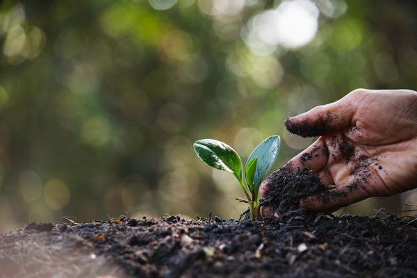 Making Your Garden Soil More Acidic