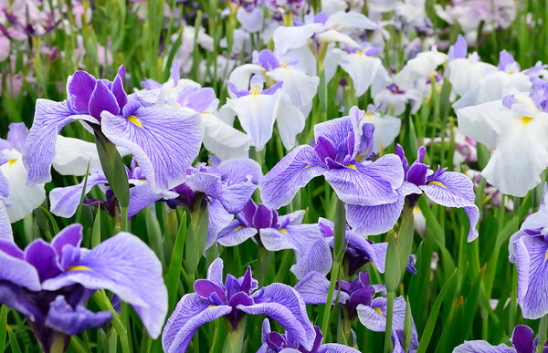 The Best Way to Water Bearded, Japanese, and Siberian Irises for Healthy Blooms