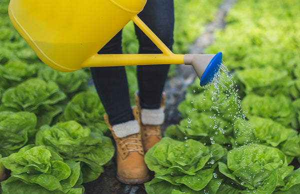 A Guide to Effective Lettuce Watering in Your Home Garden