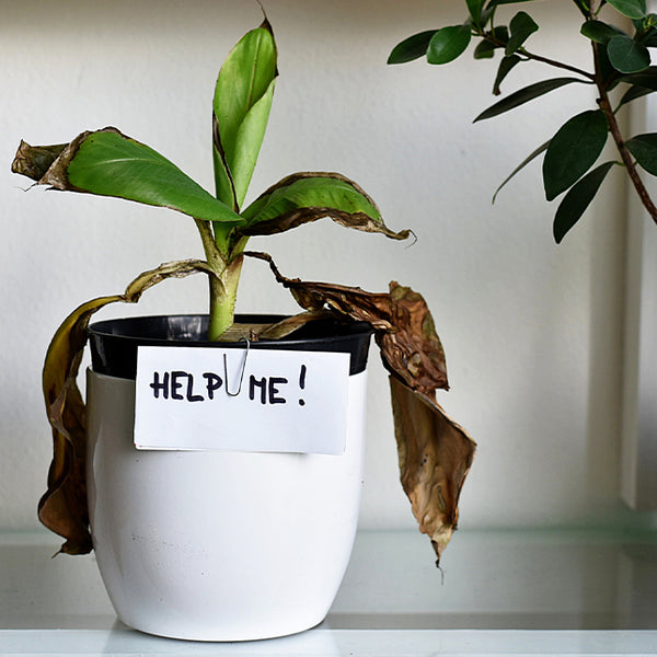 siam aglaonema Aglaonema 'Siam' Plant