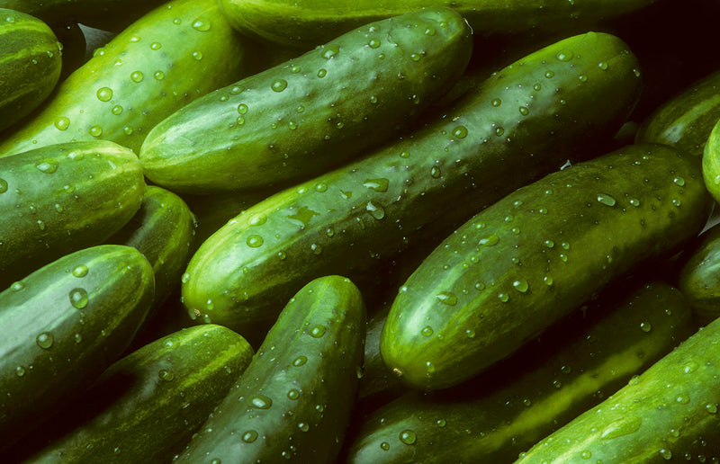 How to Water Cucumbers for Crisp Texture and Refreshing Taste