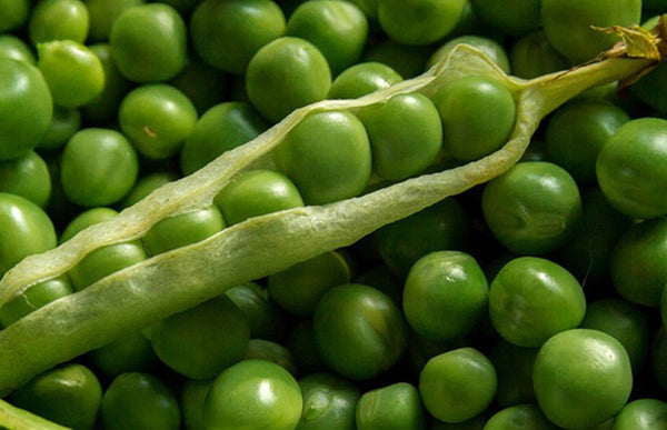 Six Smart Ways to Water Peas for Sweet, Crisp Pods