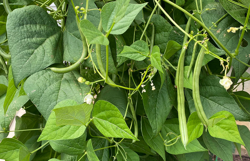 Best Watering Practices for String Bean Success