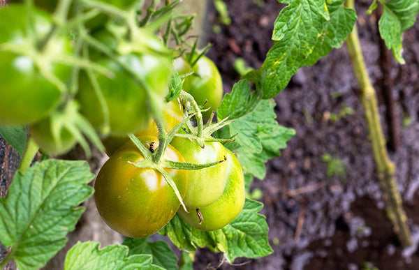 How to Water Tomatoes Plants in the Garden - Swan Hose