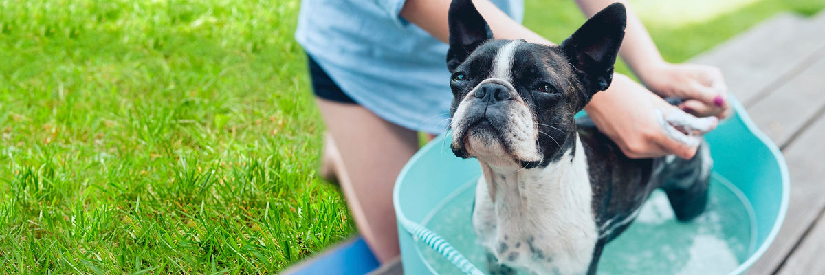 A small dog getting a bath outdoors