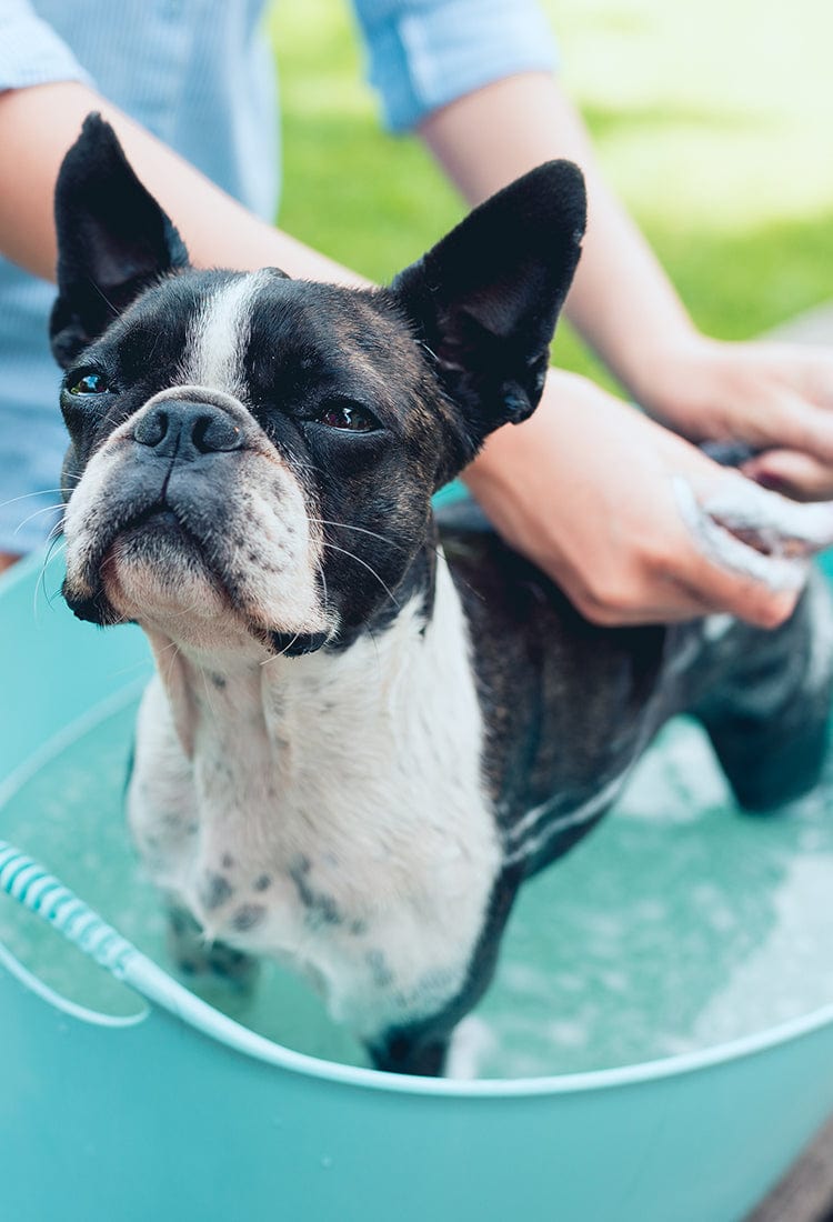 A small dog getting a bath outdoors