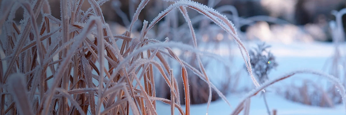 Frost on an outdoor plant