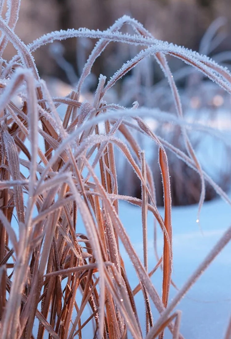 Frost on an outdoor plant