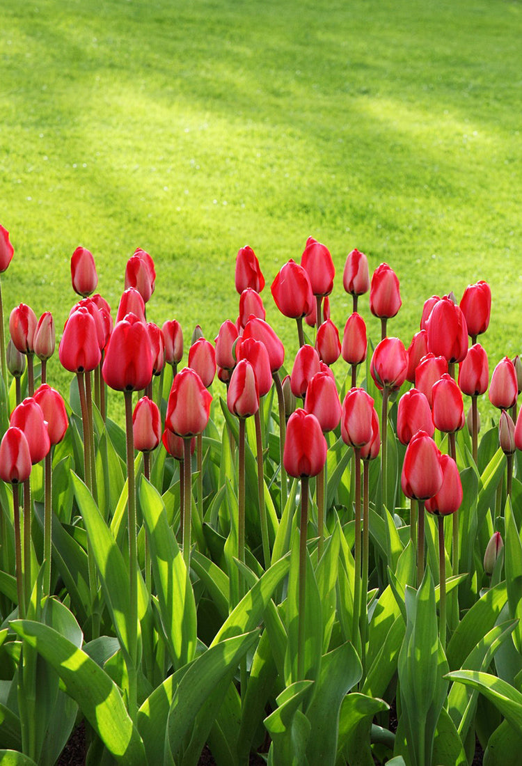 Bright tulips in the foreground with green grass in the background