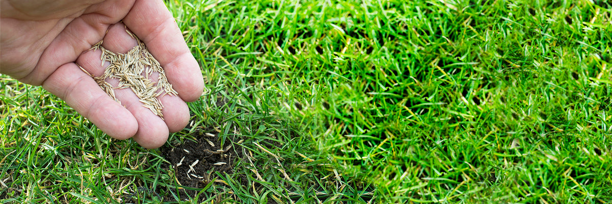 Close up of someone planting grass seed
