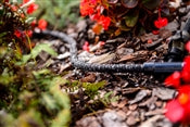 A soaker hose in a flower garden